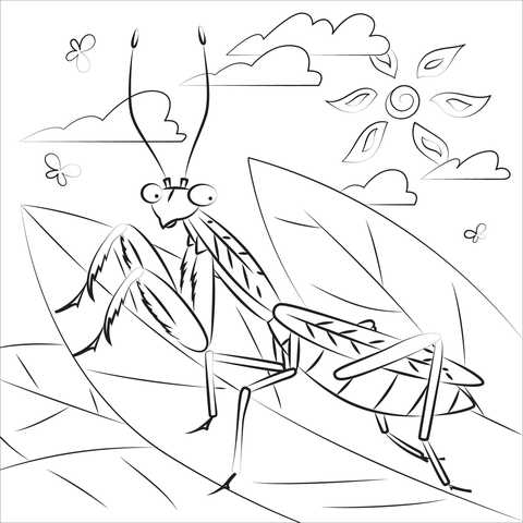 Praying Mantis Coloring Page